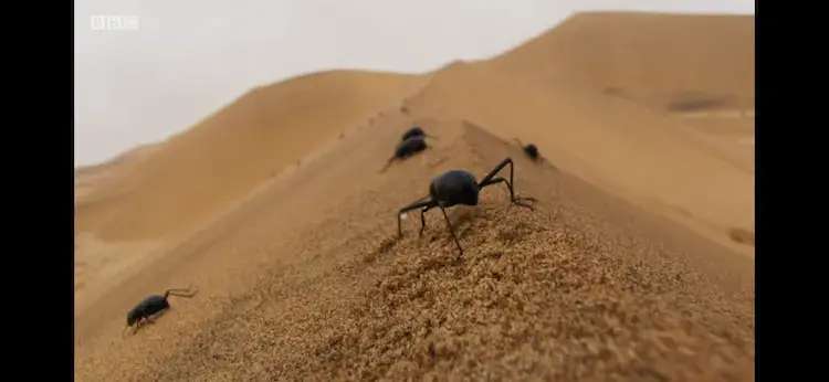 Head-stander beetle (Onymacris unguicularis) as shown in Planet Earth II - Deserts